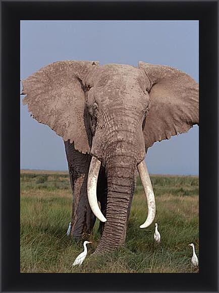 Картина в раме - Слон