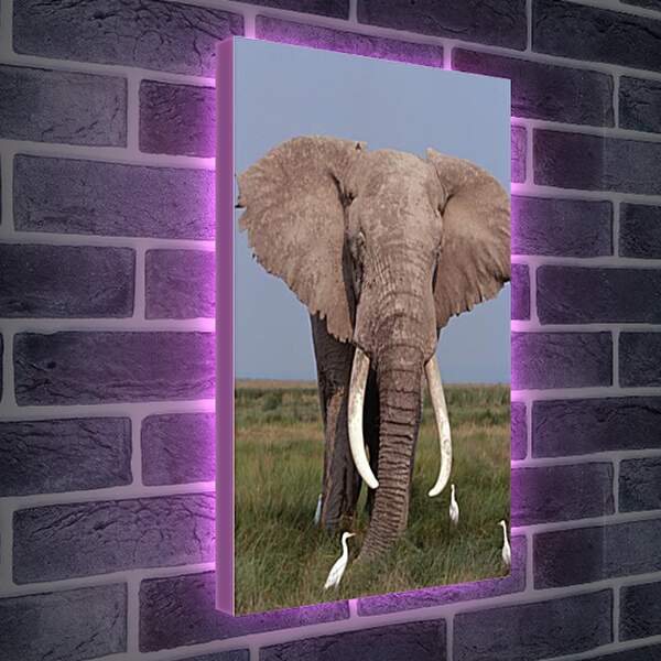 Лайтбокс световая панель - Слон