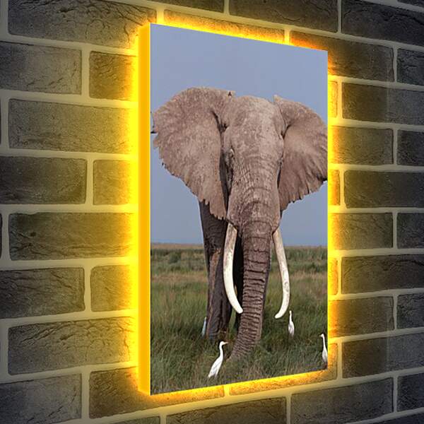 Лайтбокс световая панель - Слон