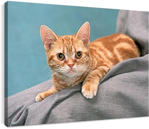 Постер и плакат - Рыжий котенок