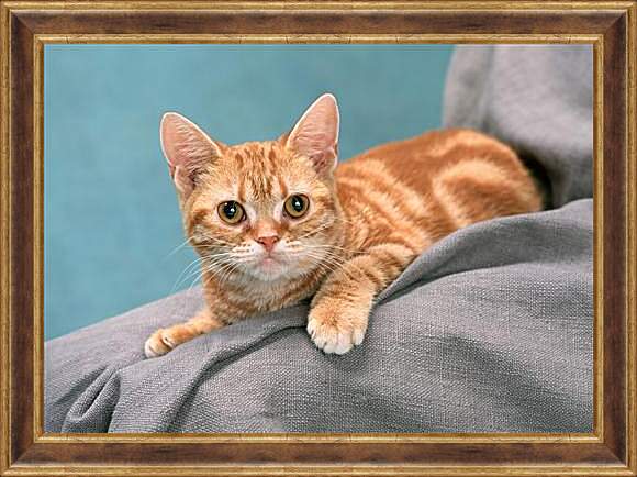 Картина в раме - Рыжий котенок