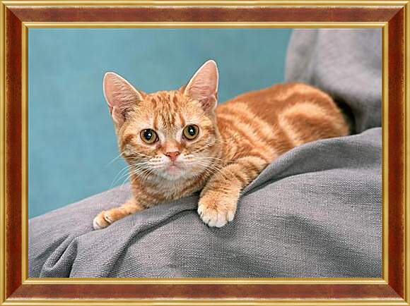 Картина в раме - Рыжий котенок