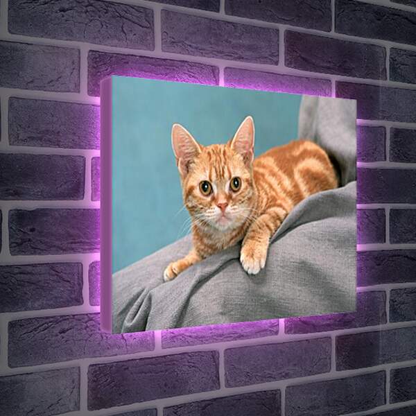 Лайтбокс световая панель - Рыжий котенок