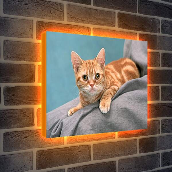 Лайтбокс световая панель - Рыжий котенок
