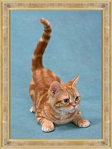 Картина в раме - Игривый котенок