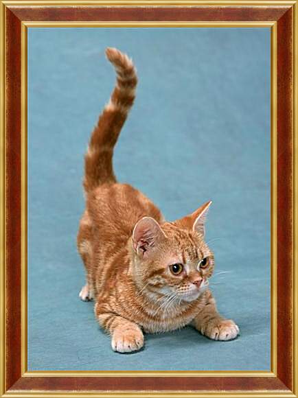 Картина в раме - Игривый котенок
