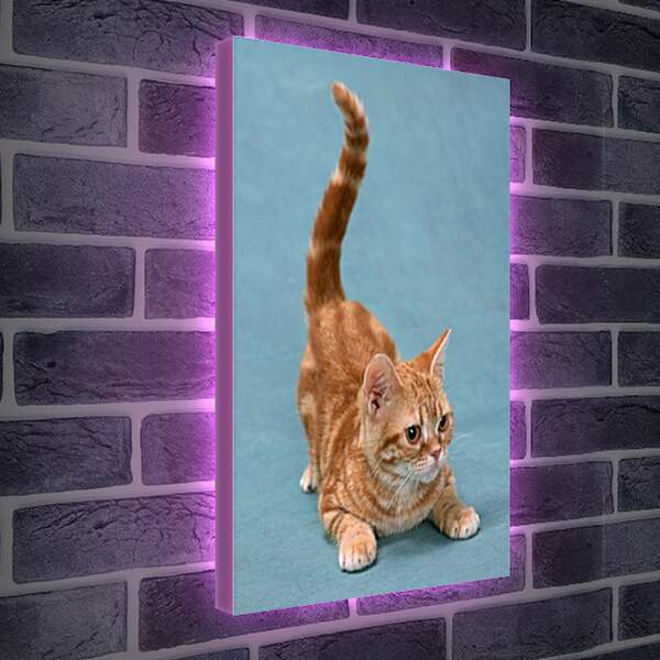 Лайтбокс световая панель - Игривый котенок