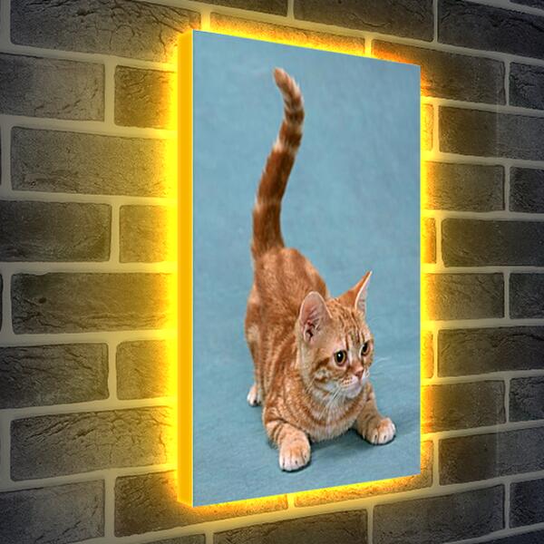 Лайтбокс световая панель - Игривый котенок
