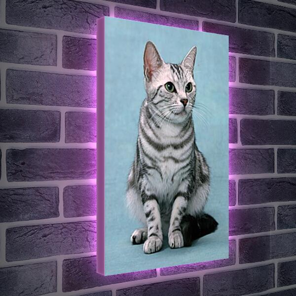 Лайтбокс световая панель - Кошки
