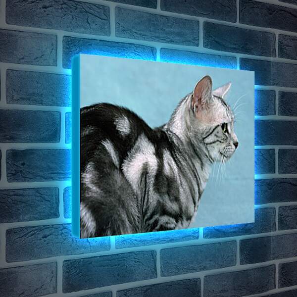 Лайтбокс световая панель - Кошки