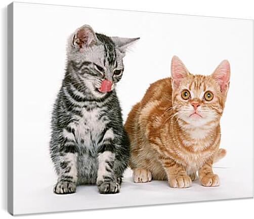 Постер и плакат - Котята друзья