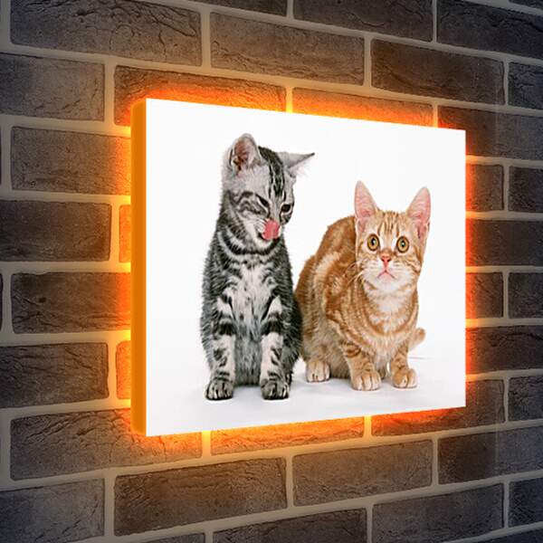 Лайтбокс световая панель - Котята друзья