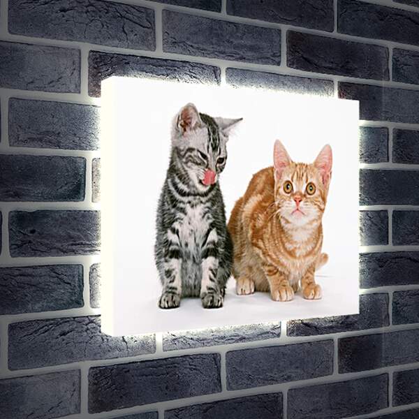 Лайтбокс световая панель - Котята друзья