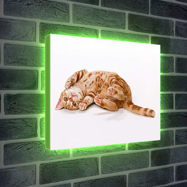 Лайтбокс световая панель - Рыжий кот