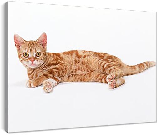 Постер и плакат - Рыжий кот