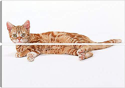 Модульная картина - Рыжий кот
