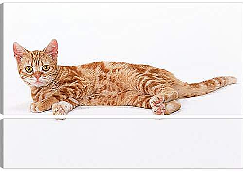 Модульная картина - Рыжий кот