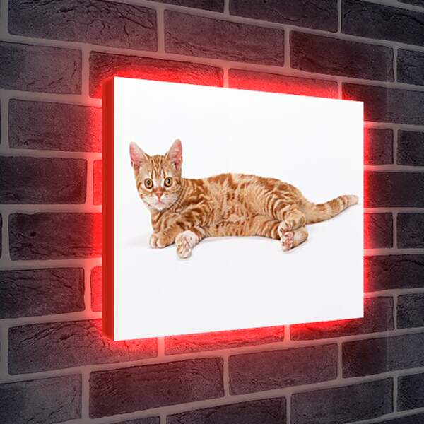 Лайтбокс световая панель - Рыжий кот