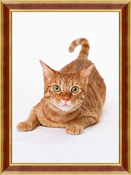 Картина в раме - Рыжий кот