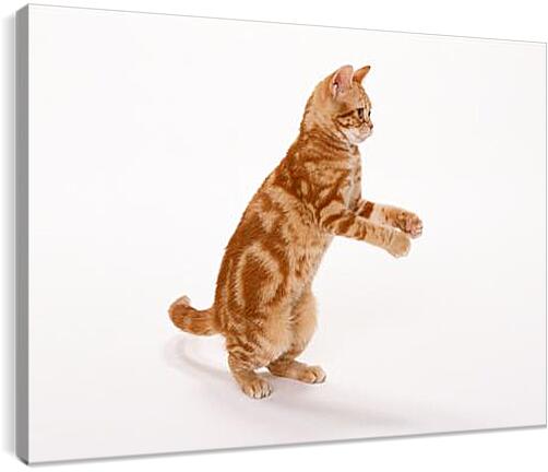 Постер и плакат - Рыжый кот на задних лапах