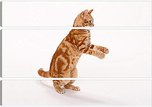 Модульная картина - Рыжый кот на задних лапах