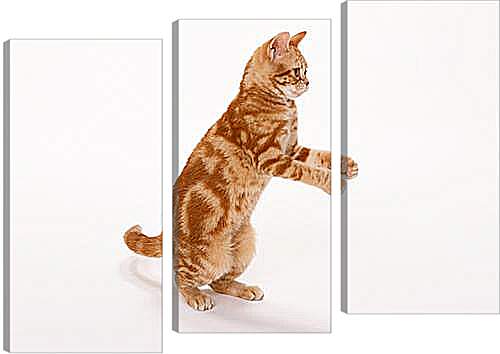 Модульная картина - Рыжый кот на задних лапах