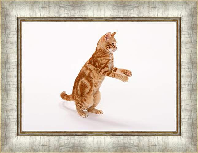 Картина в раме - Рыжый кот на задних лапах