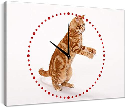 Часы картина - Рыжый кот на задних лапах