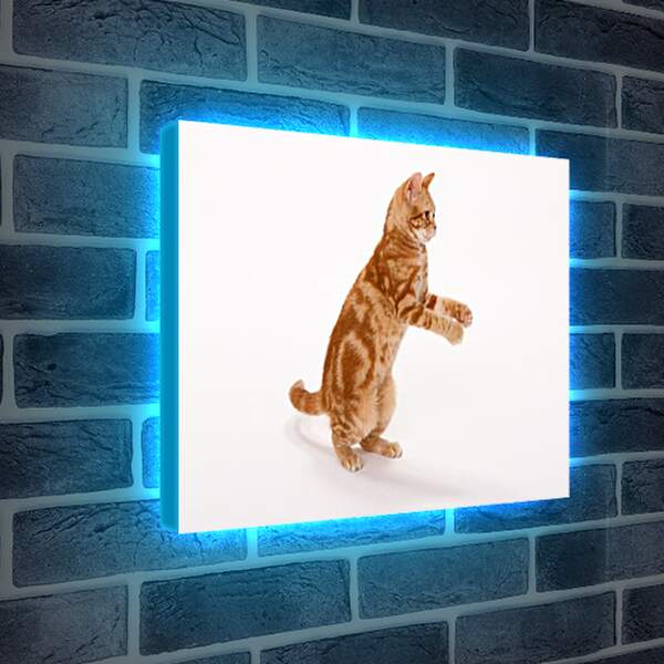Лайтбокс световая панель - Рыжый кот на задних лапах
