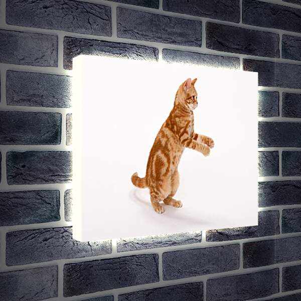 Лайтбокс световая панель - Рыжый кот на задних лапах