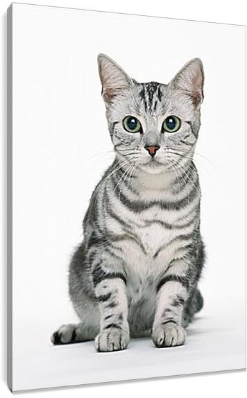 Постер и плакат - Глазастый кот