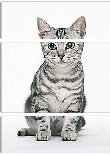 Модульная картина - Глазастый кот