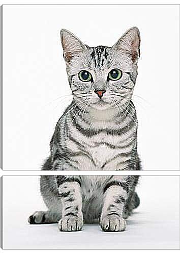 Модульная картина - Глазастый кот