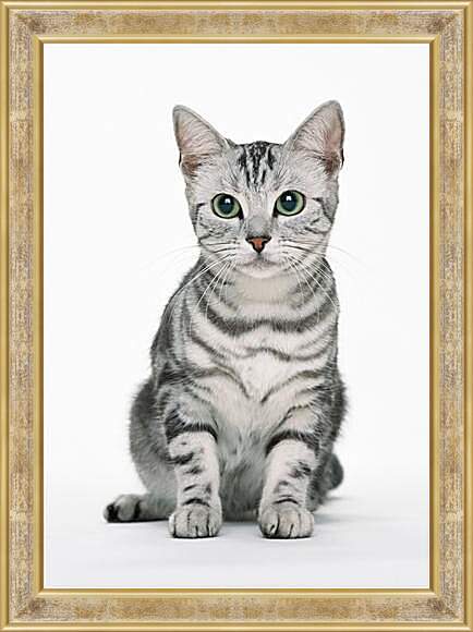 Картина в раме - Глазастый кот
