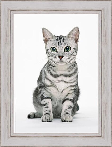 Картина в раме - Глазастый кот