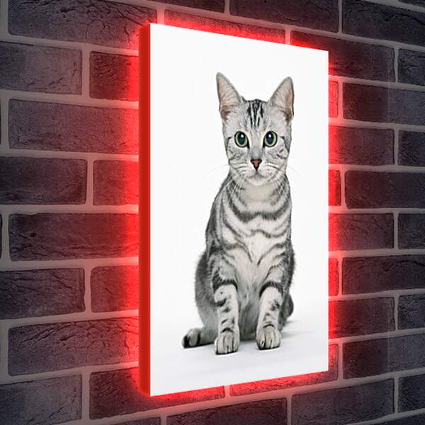 Лайтбокс световая панель - Глазастый кот
