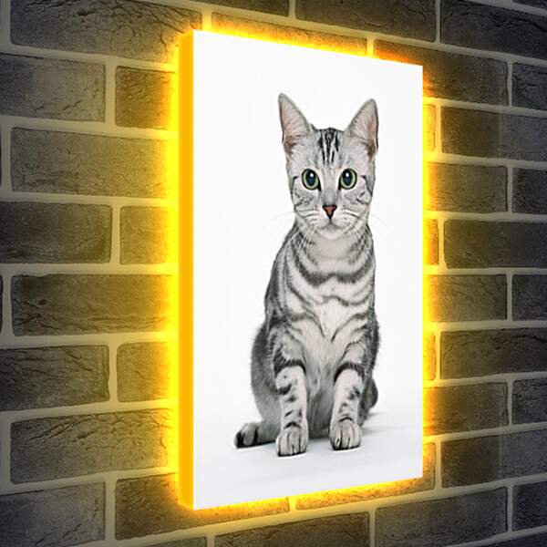 Лайтбокс световая панель - Глазастый кот