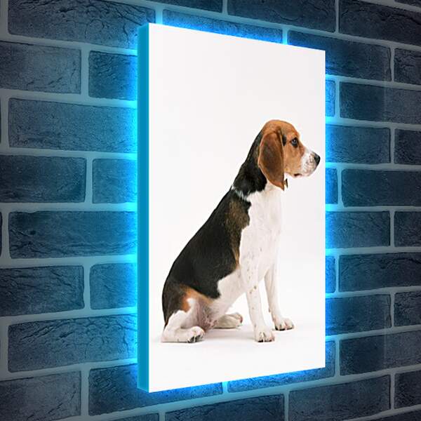 Лайтбокс световая панель - Собаки