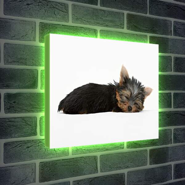 Лайтбокс световая панель - Маленькая собачка
