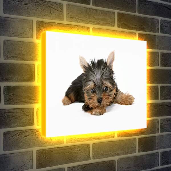 Лайтбокс световая панель - Маленькая собачка