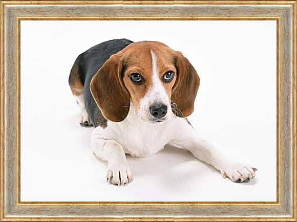 Картина в раме - Охотничья собака