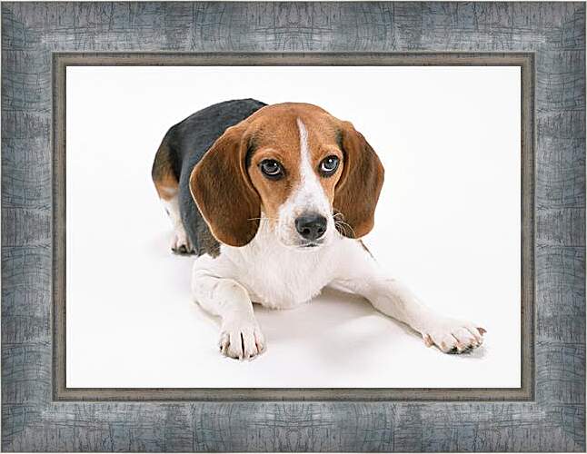 Картина в раме - Охотничья собака