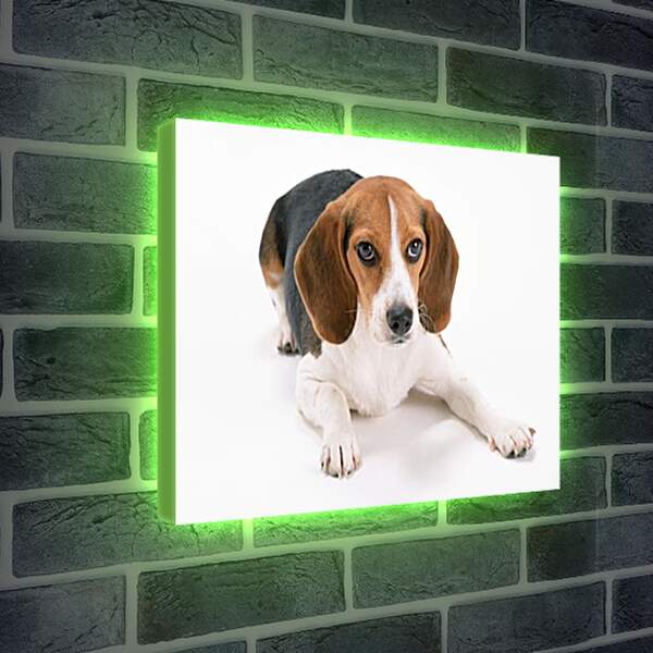 Лайтбокс световая панель - Охотничья собака