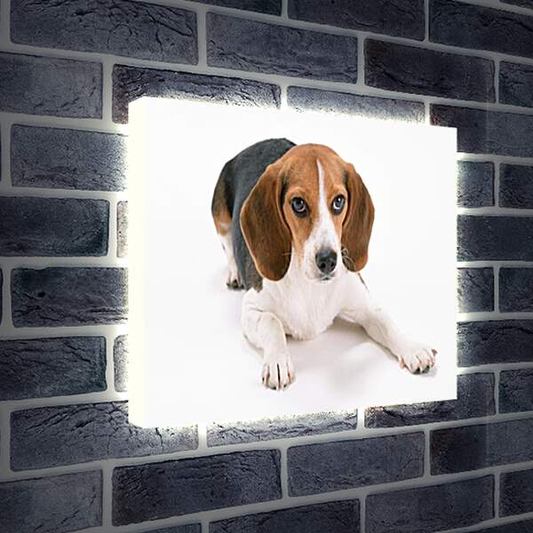 Лайтбокс световая панель - Охотничья собака