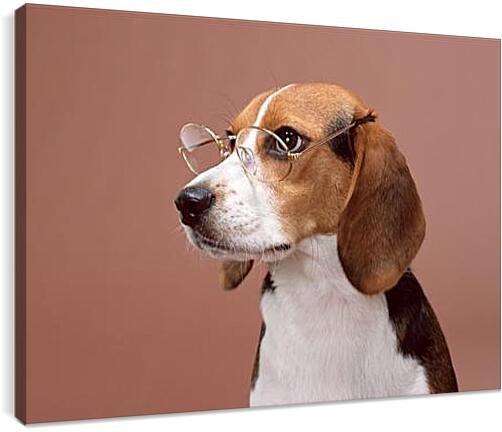 Постер и плакат - Собака в очках