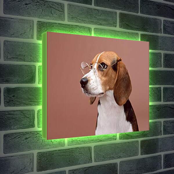 Лайтбокс световая панель - Собака в очках