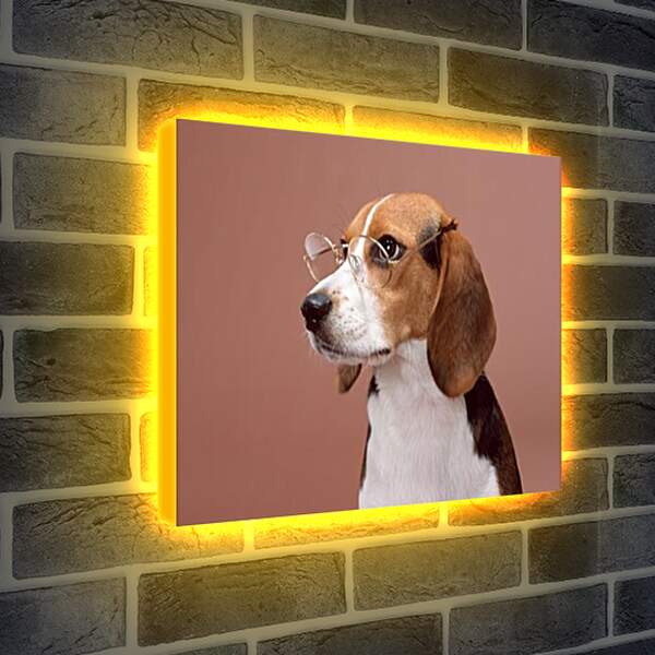 Лайтбокс световая панель - Собака в очках