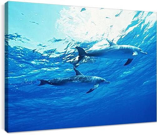 Постер и плакат - Дельфины