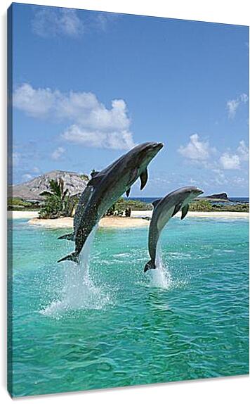 Постер и плакат - Дельфины