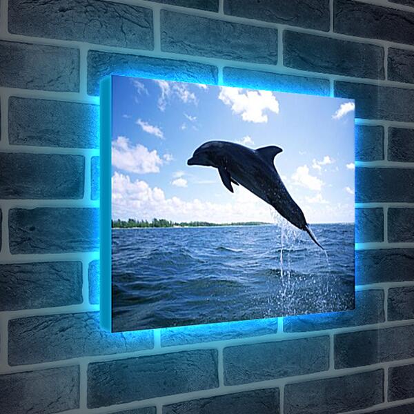 Лайтбокс световая панель - Дельфины